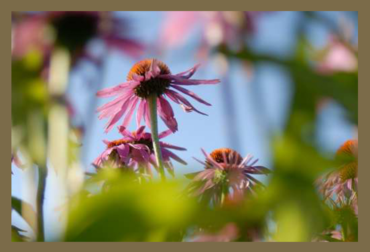 Nahaufnahme einer blühenden Echinacea-purpurea-Blüte im Gegenlicht auf dem Feld